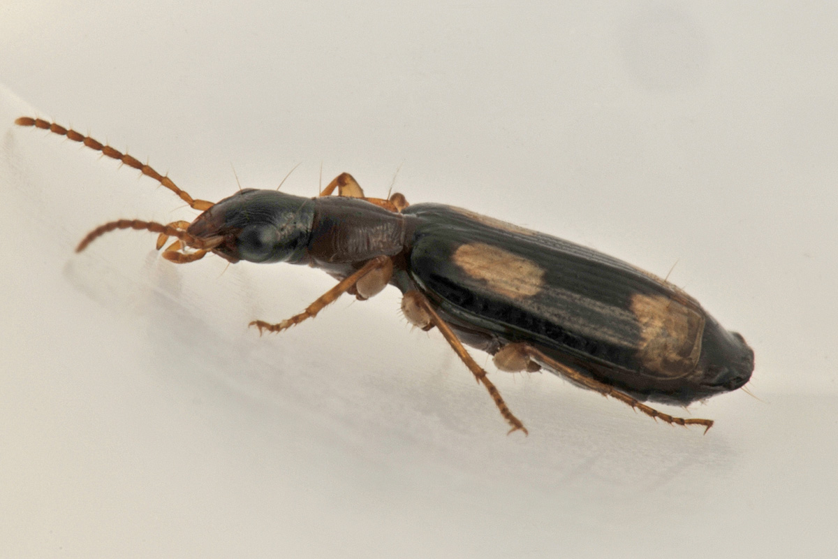 Carabidae: Dromius quadrimaculatus?  S !